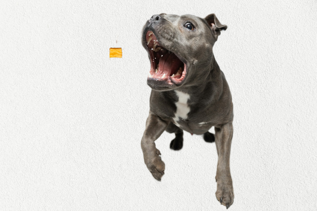 Single Ingredient, High Value Freeze-Dried Training Treats for Dogs & Cats - Sweet Potato